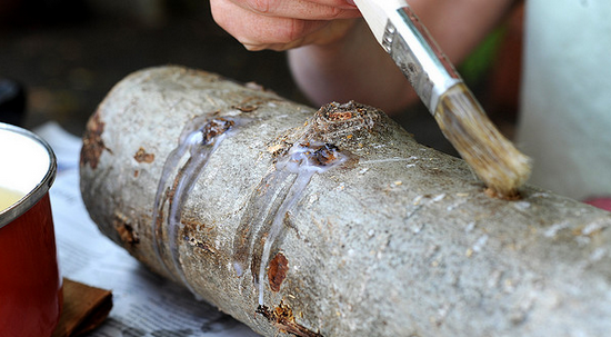 shiitake-mushroom-cultivation-step-three.png