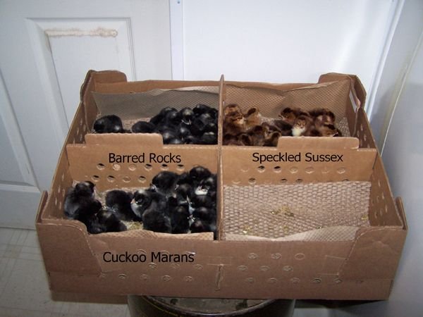 Chicks arrive - box open, text crop May 2015.jpg