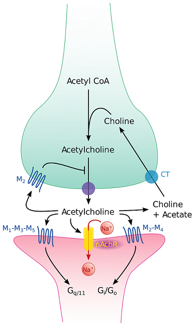 2000px-Cholinergic_synapse.svg.png