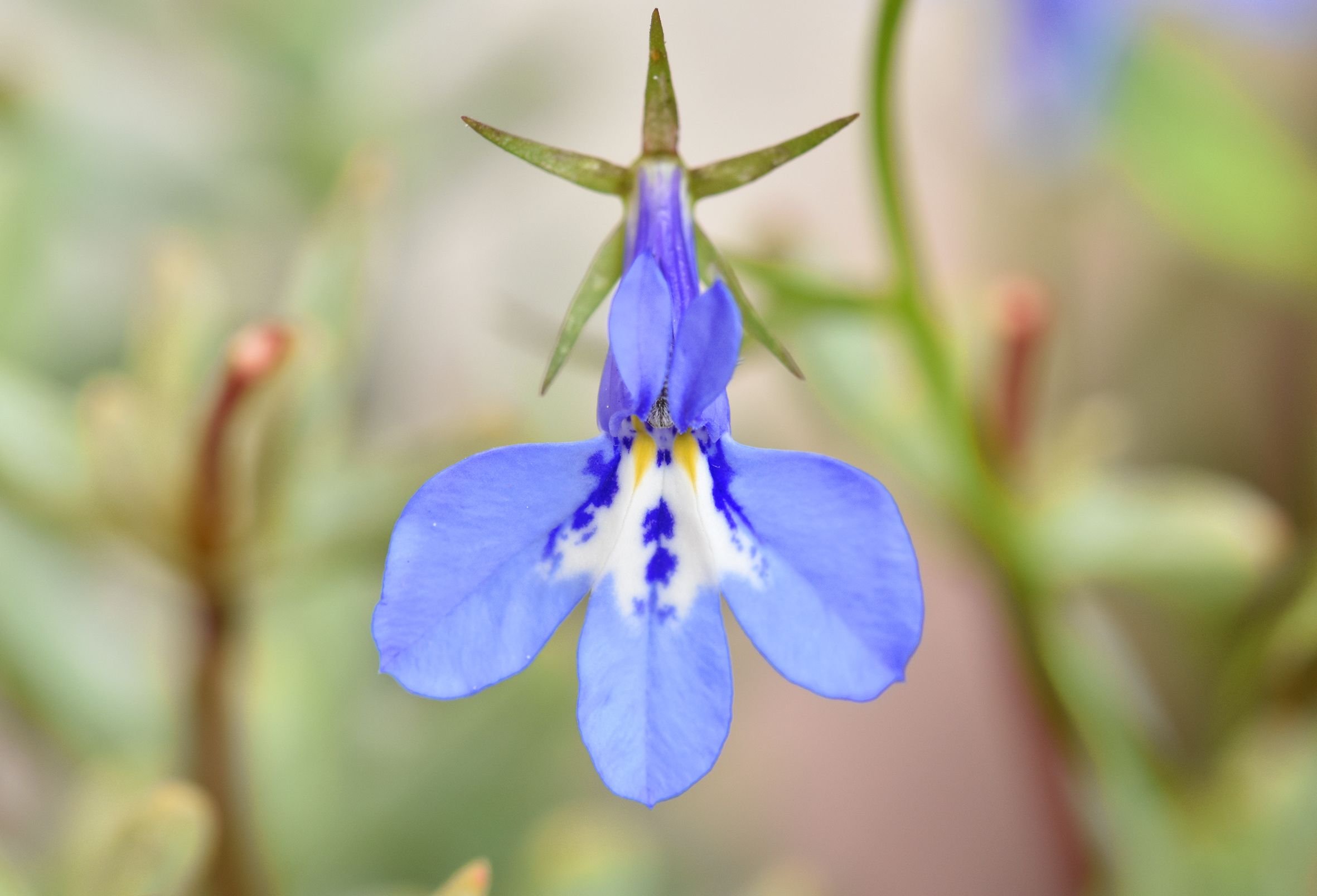 Lobelia blue 3.jpg