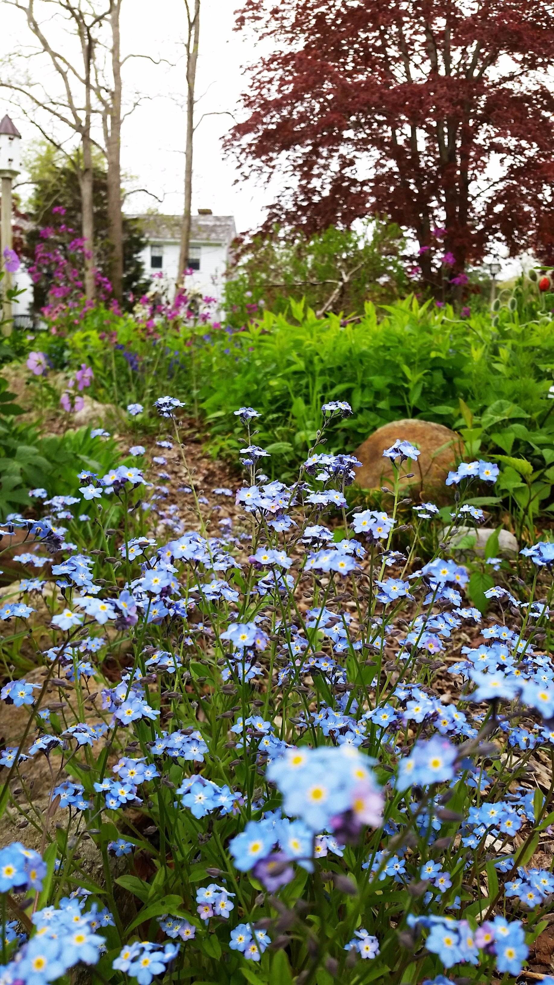 may20forgetmenots.jpg