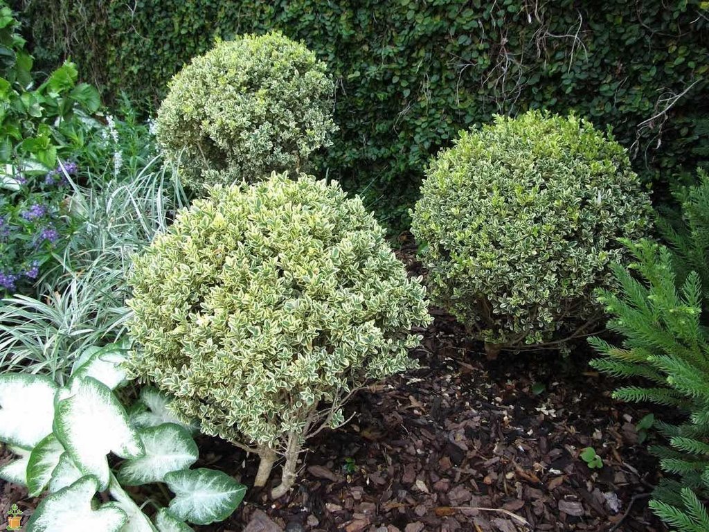 variegated-boxwood-2_1024x1024.jpg
