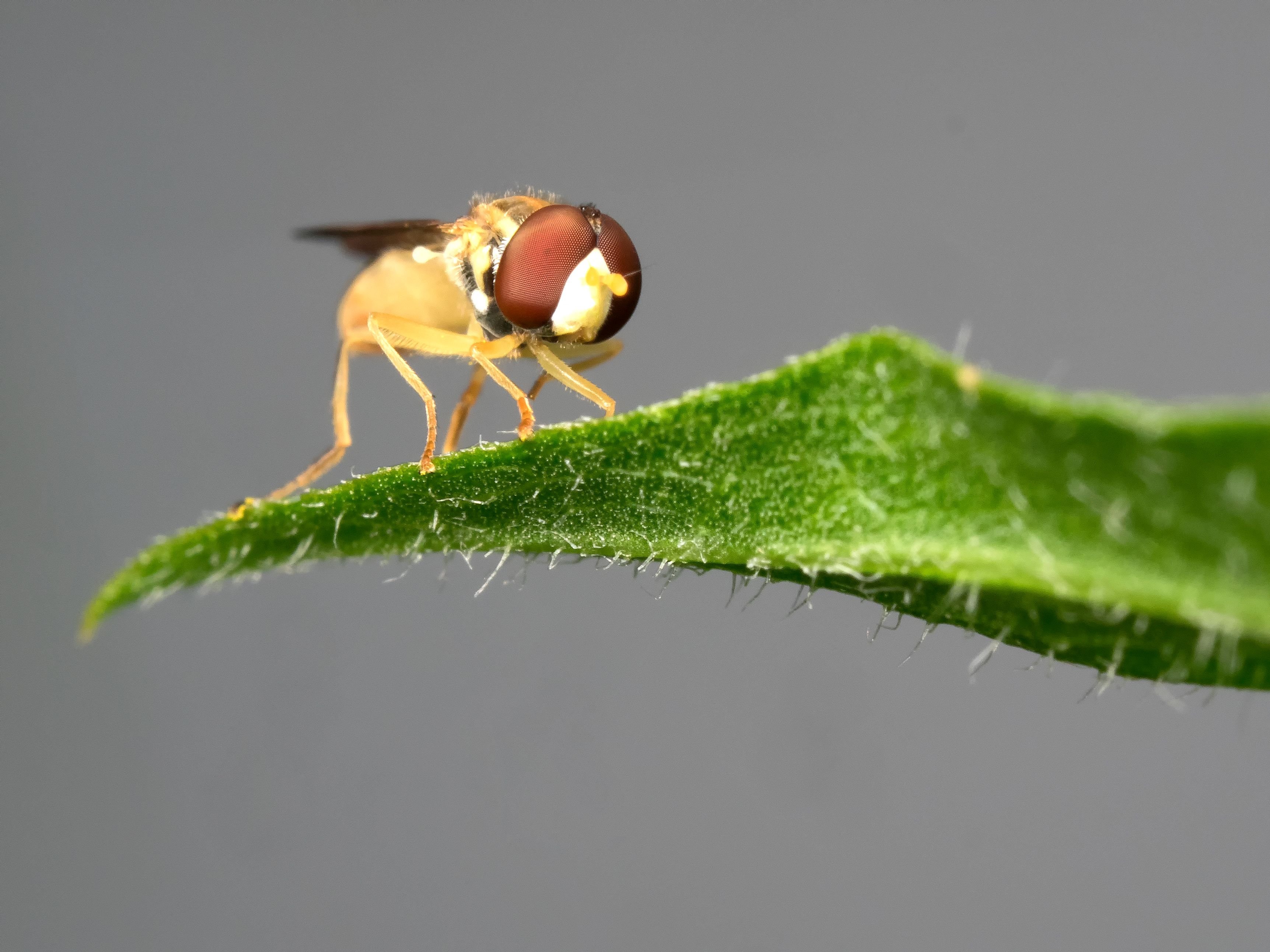 Hovver Fly Crop.jpg