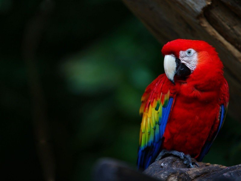 parrotBird-Parrot-Macaw-Color-Bright-Feathers-Beak-600x800-800x600.jpg