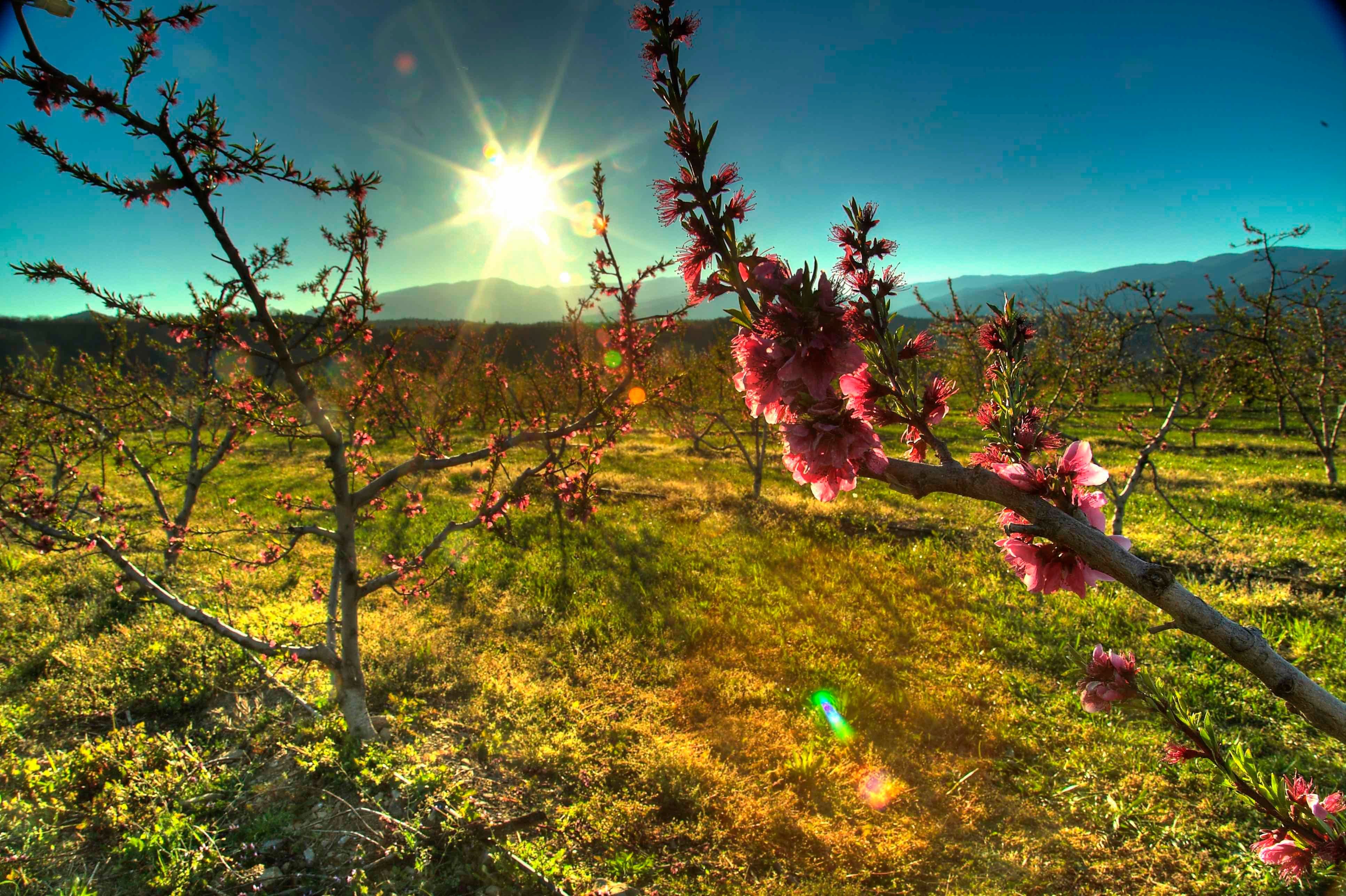 Joch sunset blossom.jpg