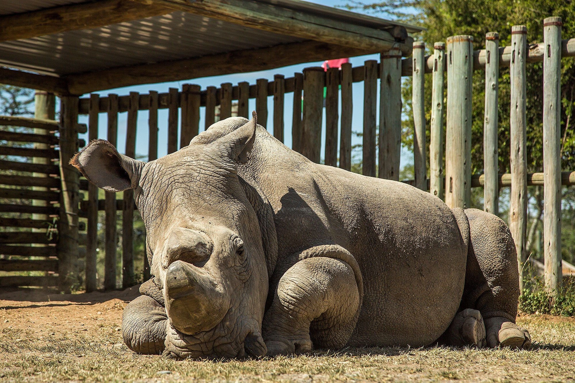 sudan-last-male-rhino.jpg