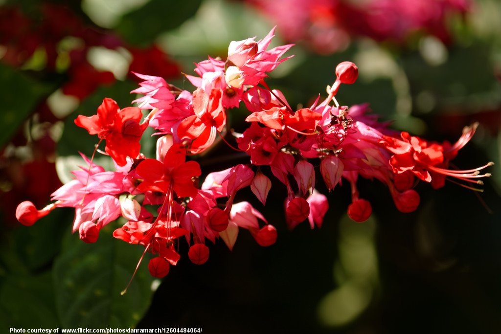 RedTropicalFlowers-001-090317.jpg