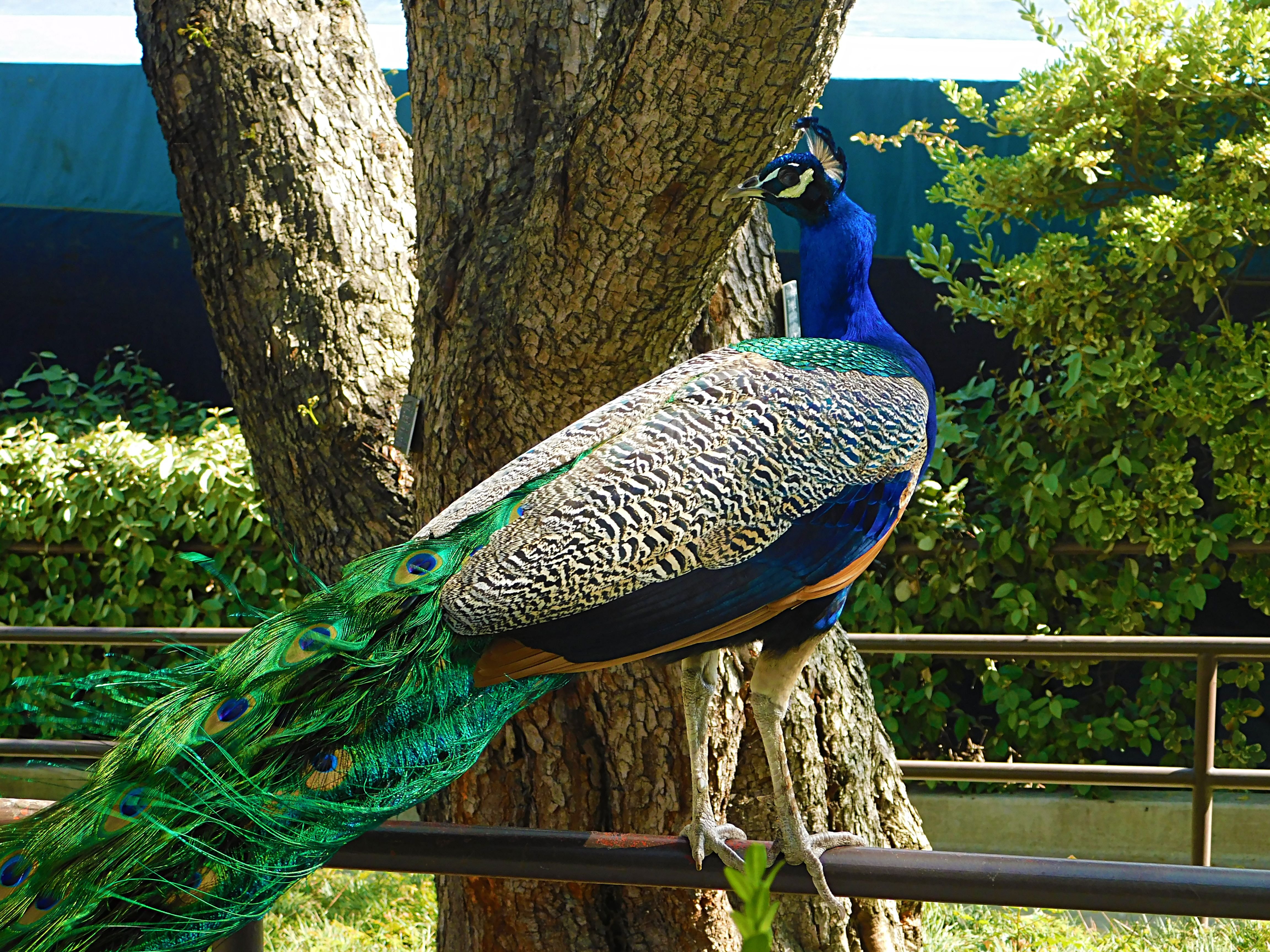 los angeles arboretum, flowers of paradise, birds of paradise, animalphotography, jeronimo rubio (8).JPG