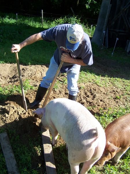 4.Piggy Dripper help3 crop June 2014 .jpg