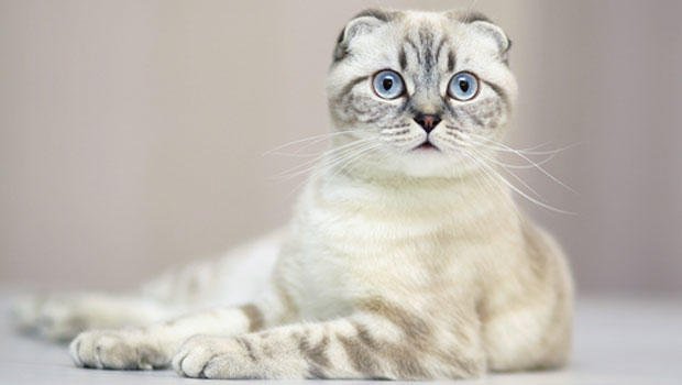 Scottish Fold Steemkr