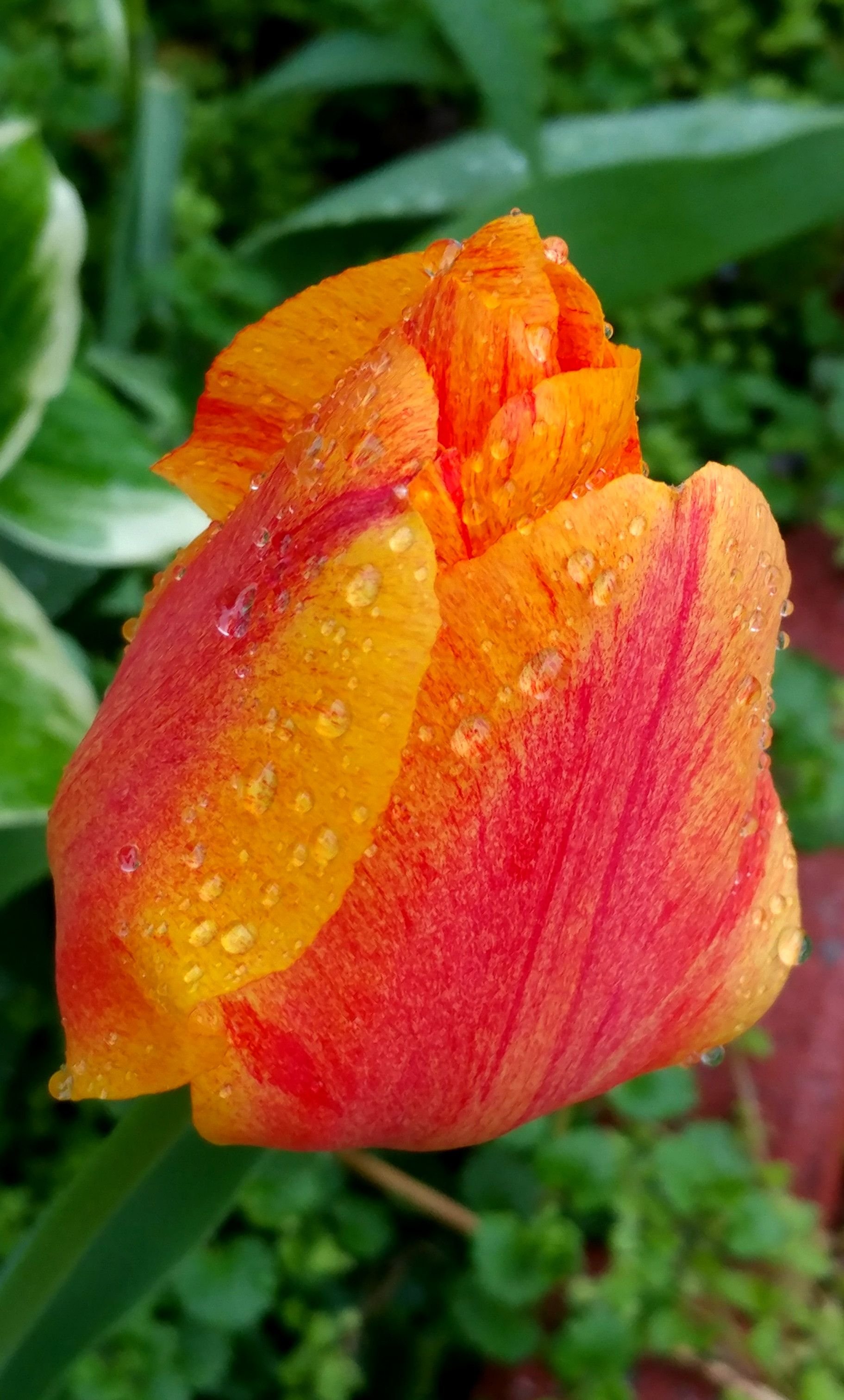 tulipwrainyellowredcombook.jpg