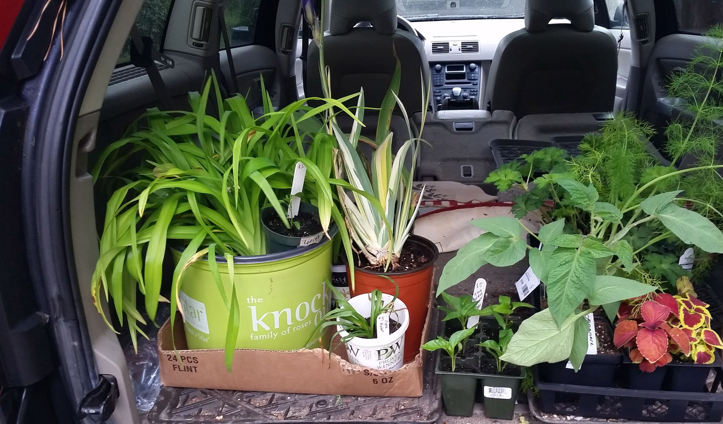 may20plantsincar.jpg