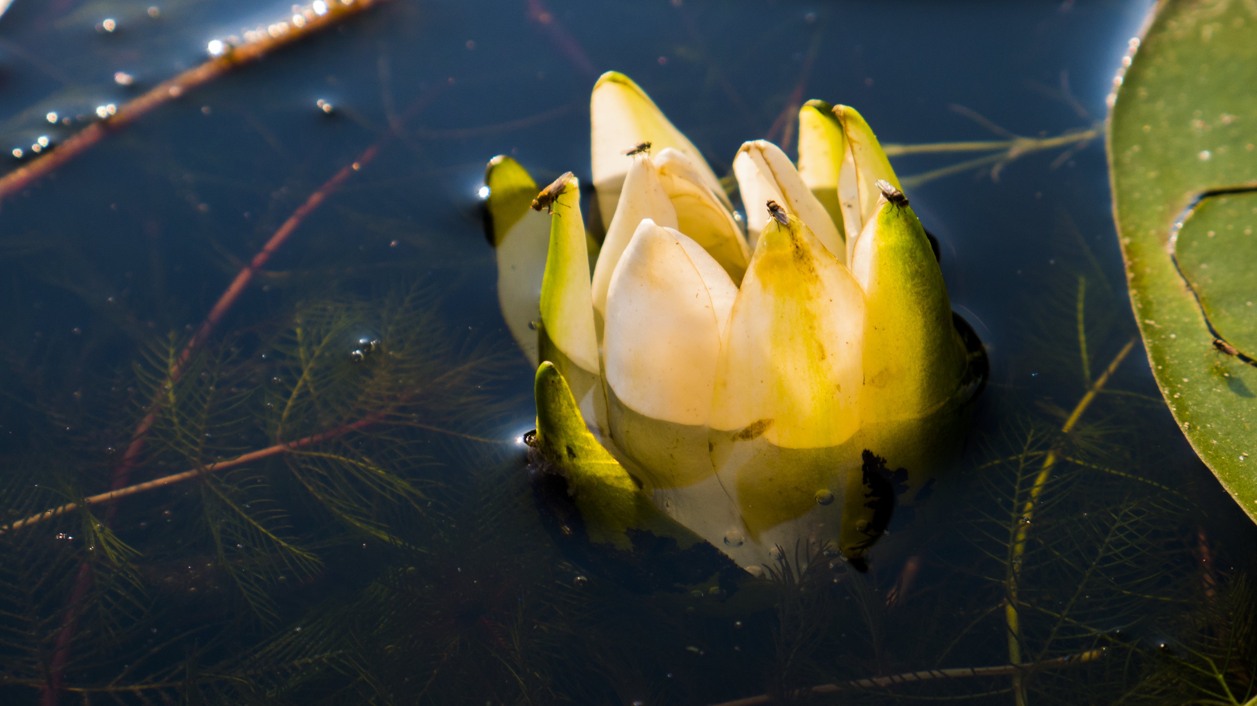 Water_LILY__PS__P1100027.jpg