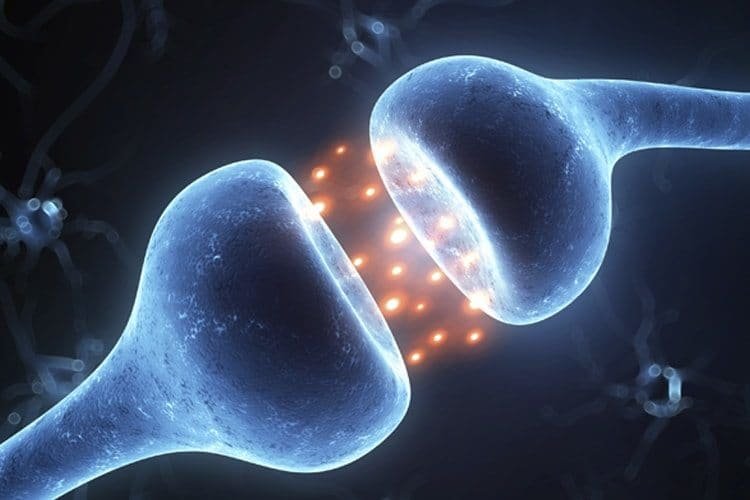 endocannabinoid-system.jpg