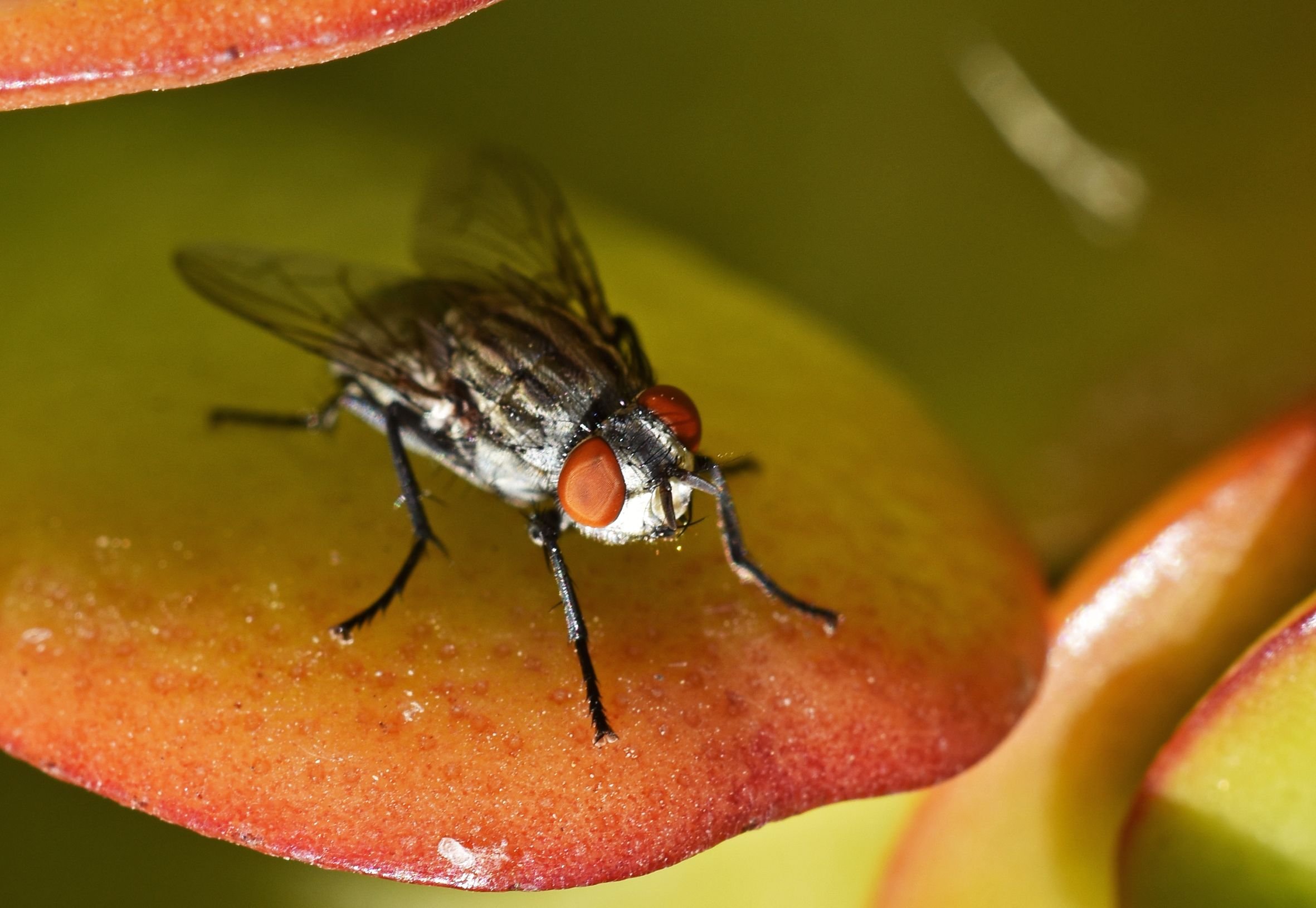 fly macro crassula ovata.jpg