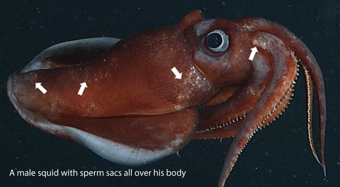 Octopoteuthis-deletron.gif