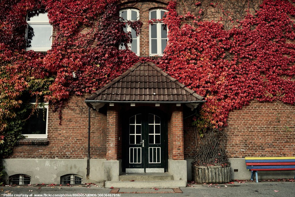 Red Leaves Against a Wall-110216.jpg