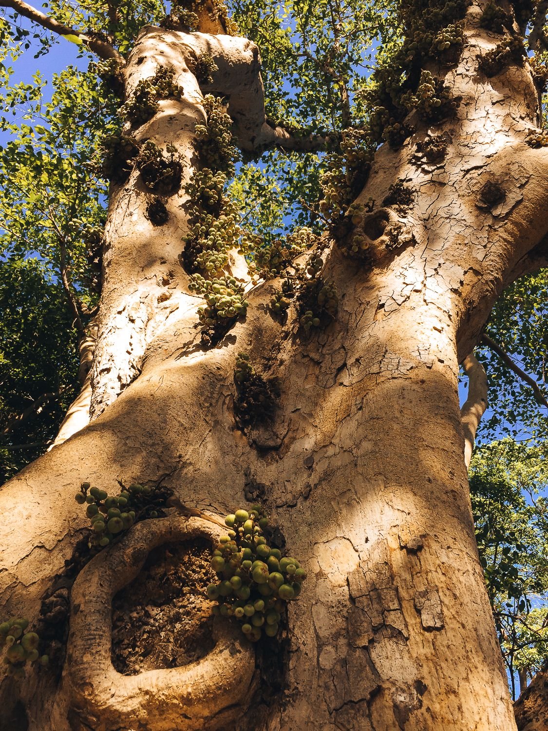 Fairchild Botanic Garden-11.jpg