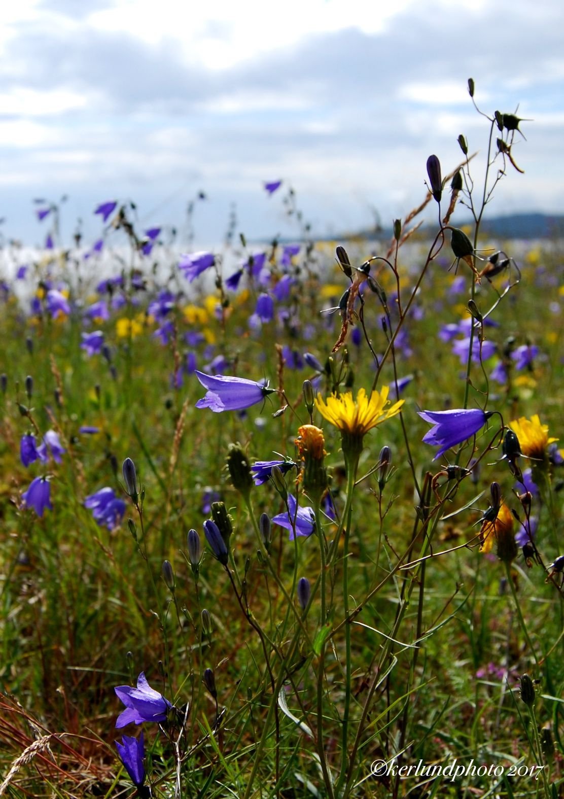 blommor.jpg