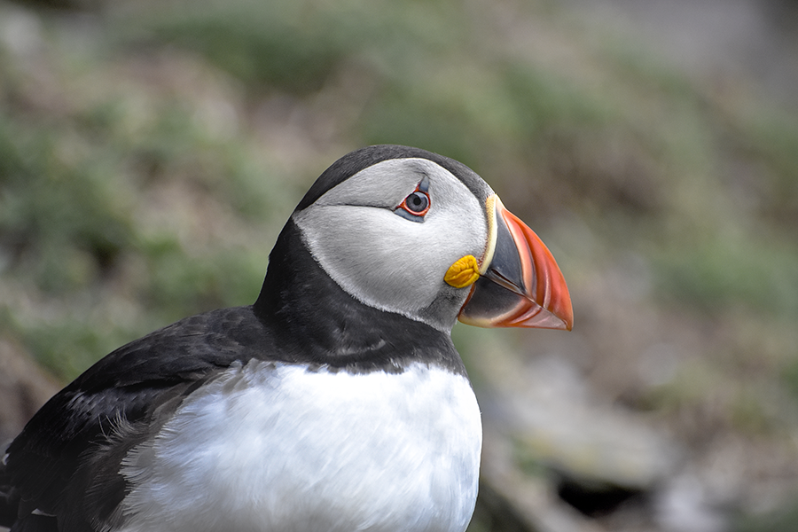 crimsonclad: close up puffin photography on skellig michael.