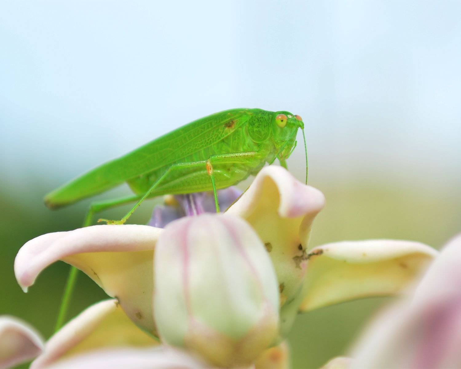 Macro Photography The Katydid On The Crown Flower Belalang Daun