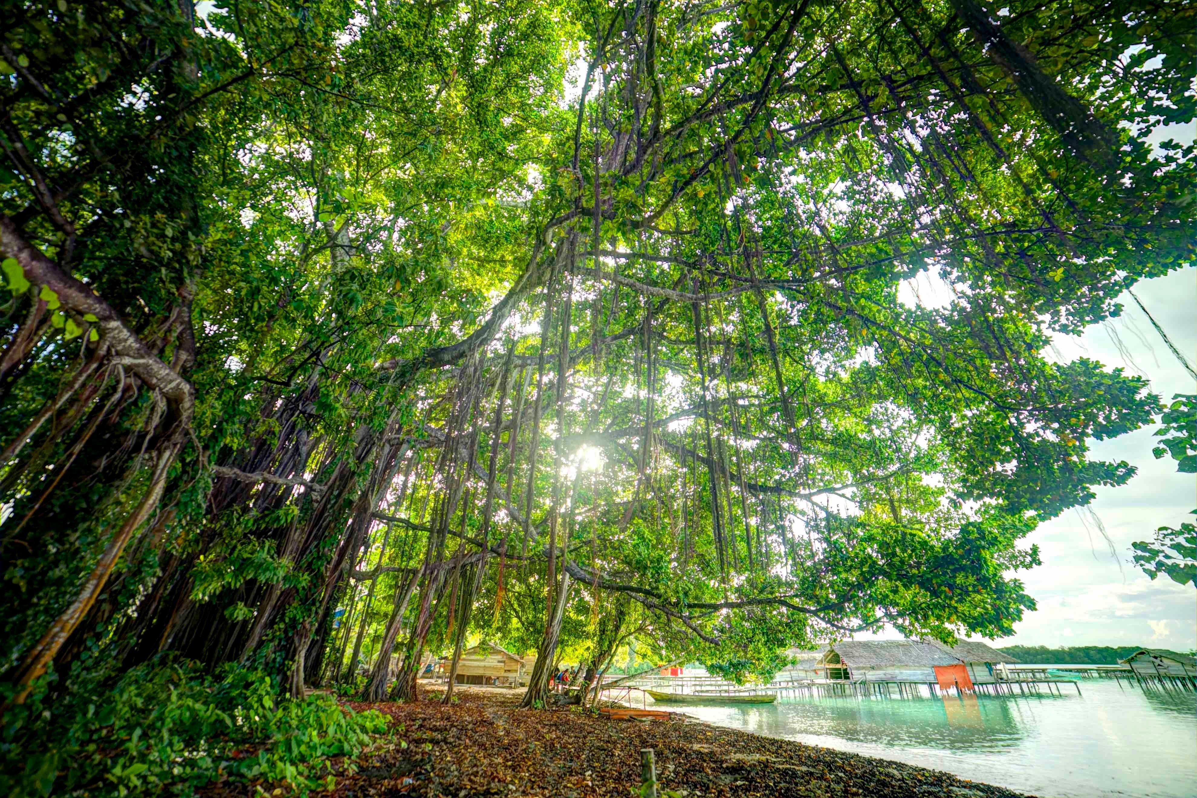 Banyan Tree - Widi Islands.jpg