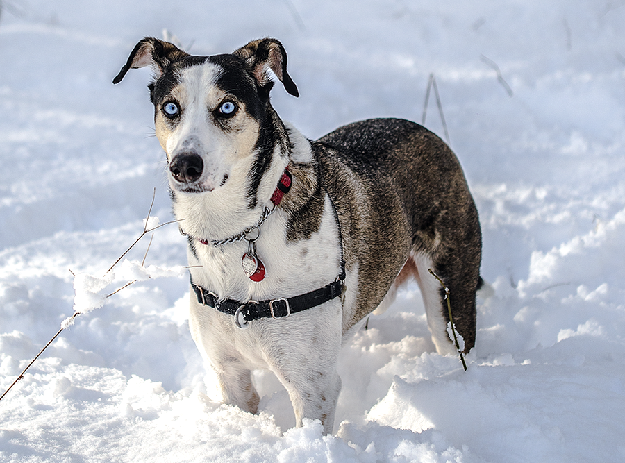 murphydog donates to TARC charity, winter portrait snow dog