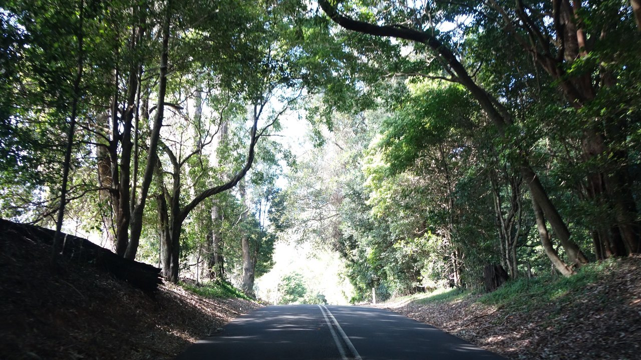 Through the Overhanging Foliage