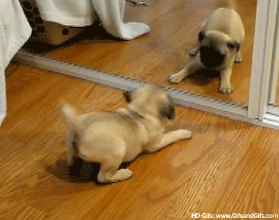 anigif_enhanced-23403-1402773525-1.gif