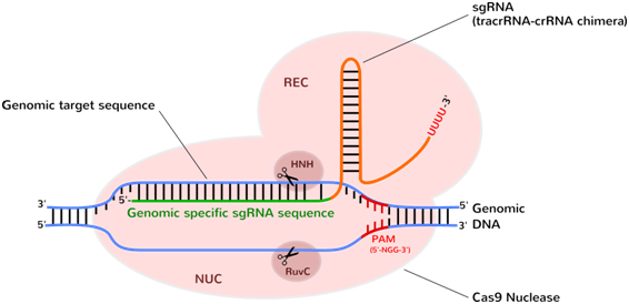 The CRISPR-Cas9 nuclease programmed with sgRNA.gif