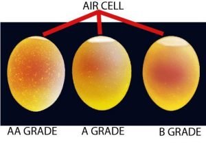 Egg-Grading-300x239.jpg