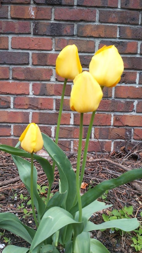 yellow tulip.jpg