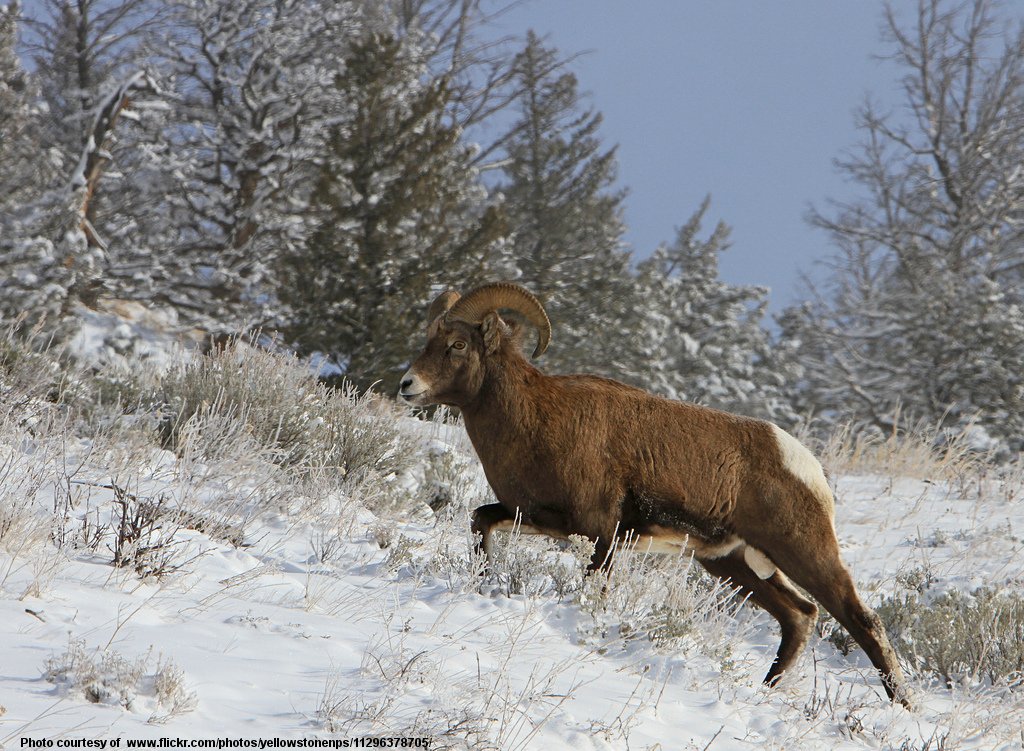 BirgHornedSheepInSnowYellowstone-040217.jpg