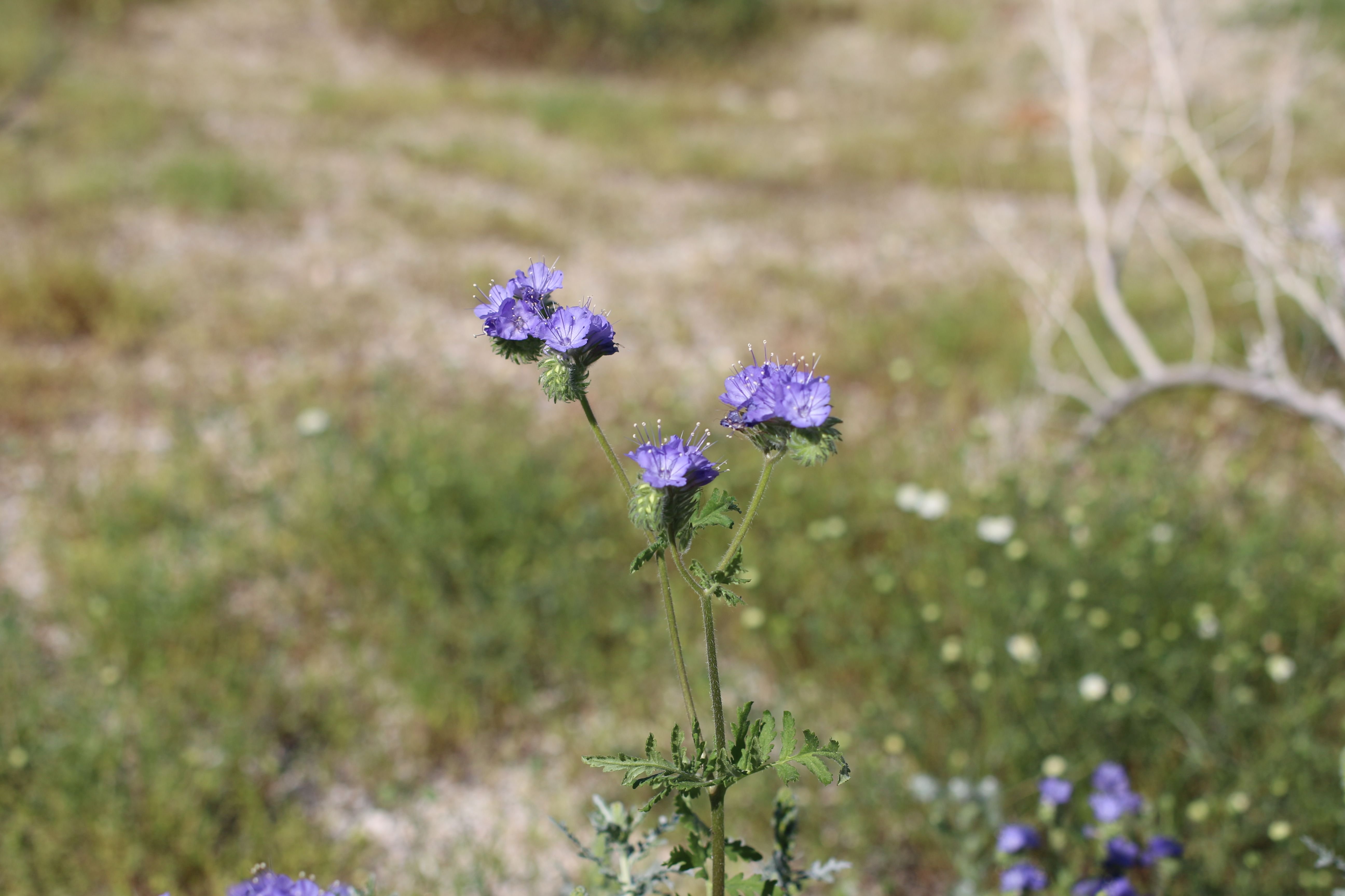 Purple Tansy