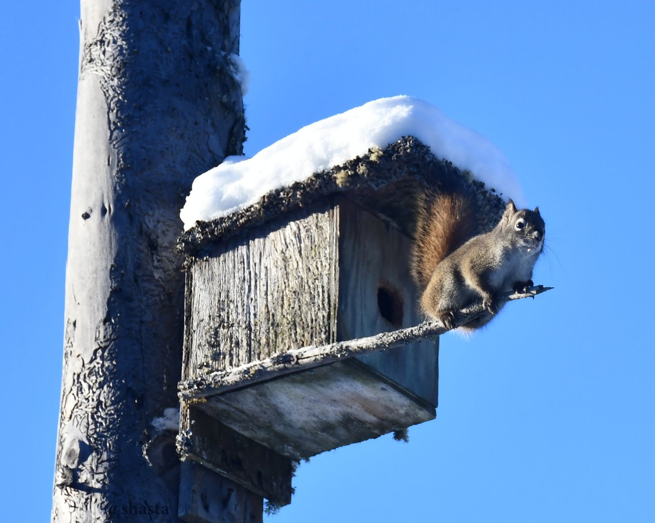 shasta2018jan28th47squirrel8io.jpg