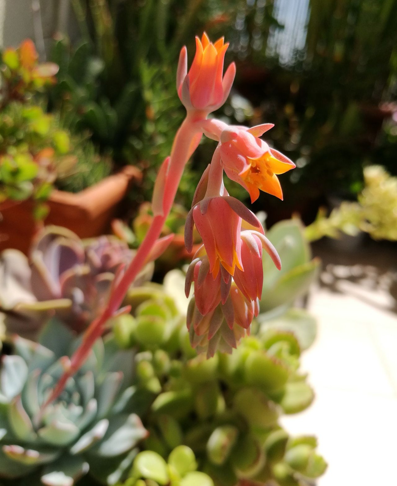 echeveria.jpg