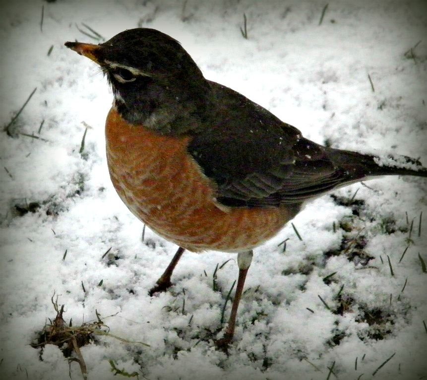 Snow Robin April 8 2015.jpg