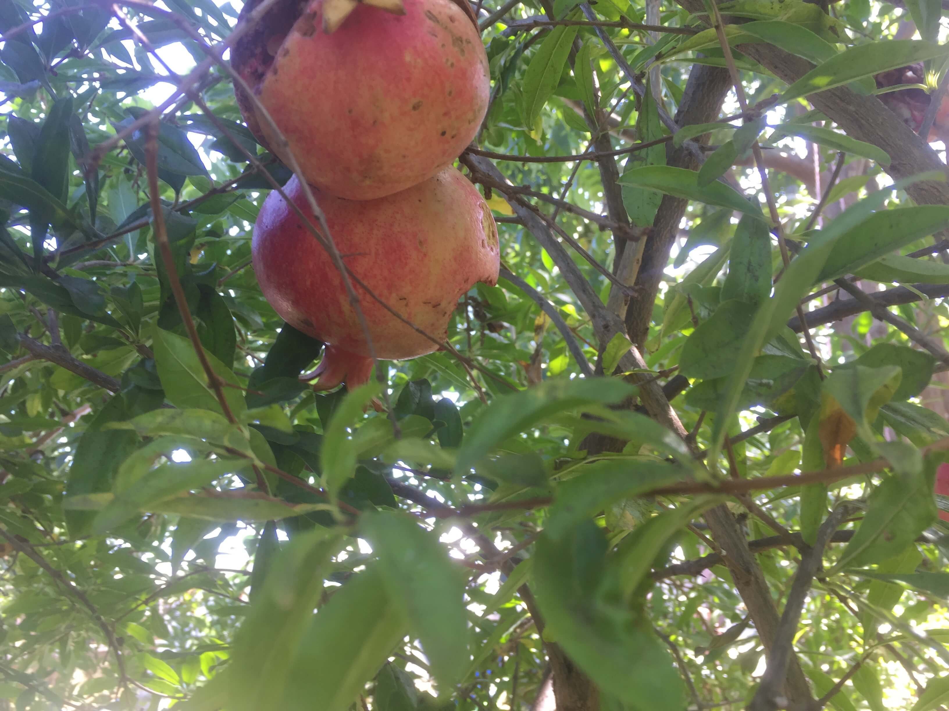 Pomegranate_tree.jpg