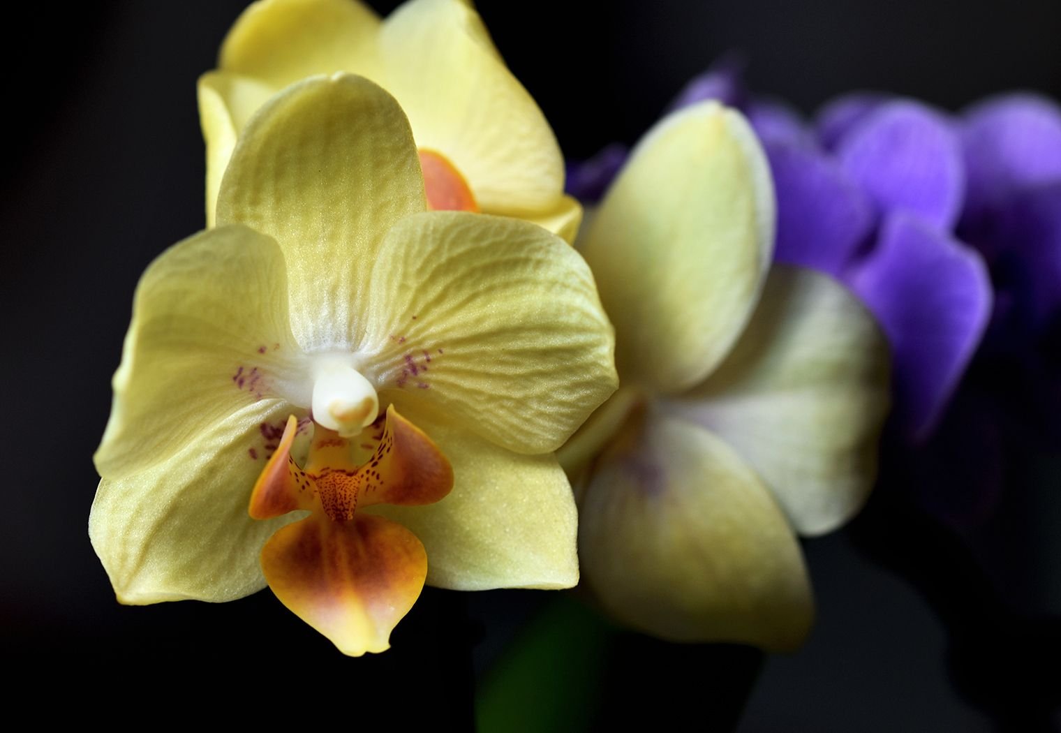 mini phal yellow 2.jpg