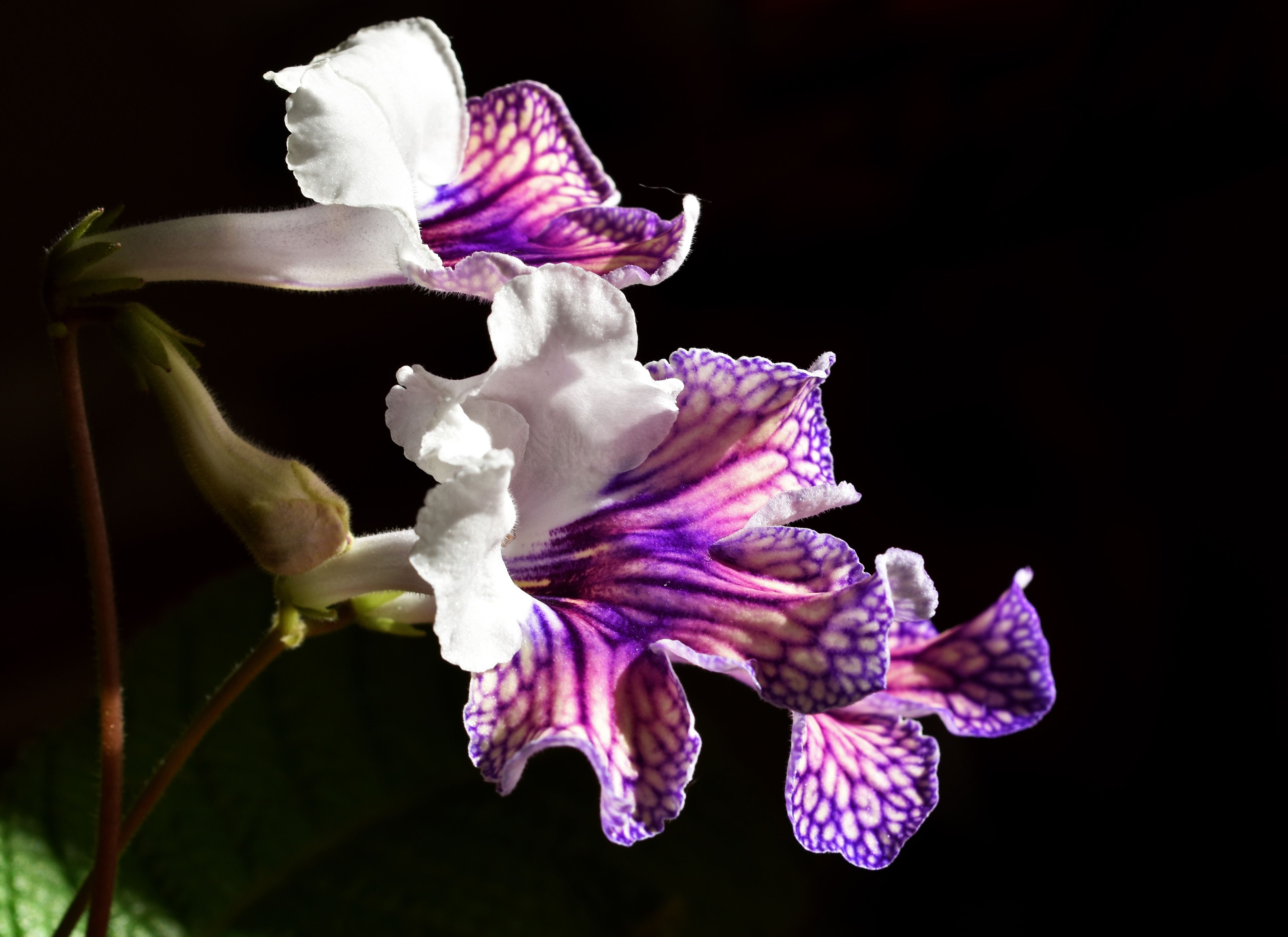 streptocarpus harlequin damsel 2.jpg