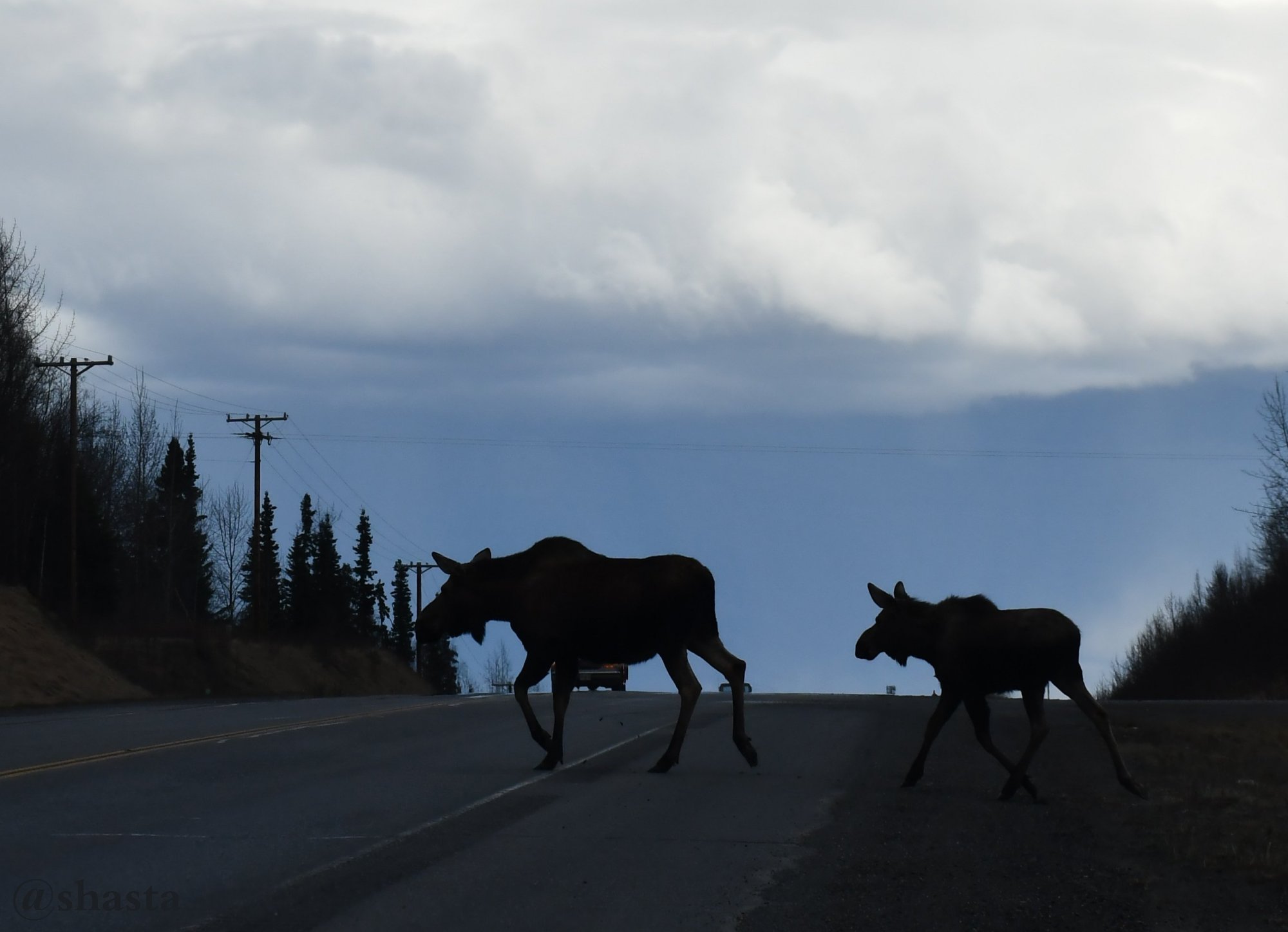 shasta2018may7thmoose8monday8io.jpg