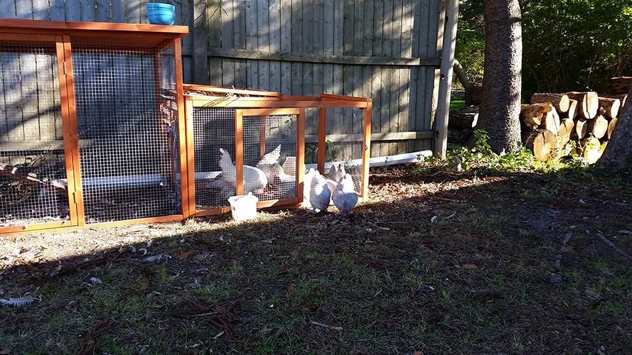 oct23chickens4.jpg