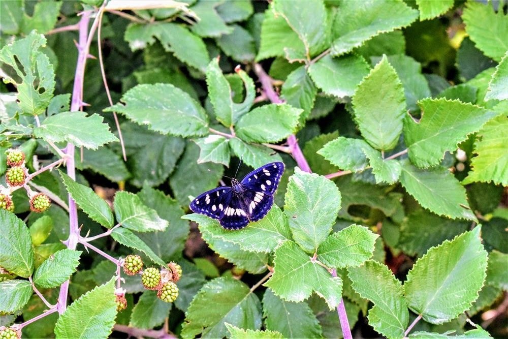 indigo butterfly c.JPG