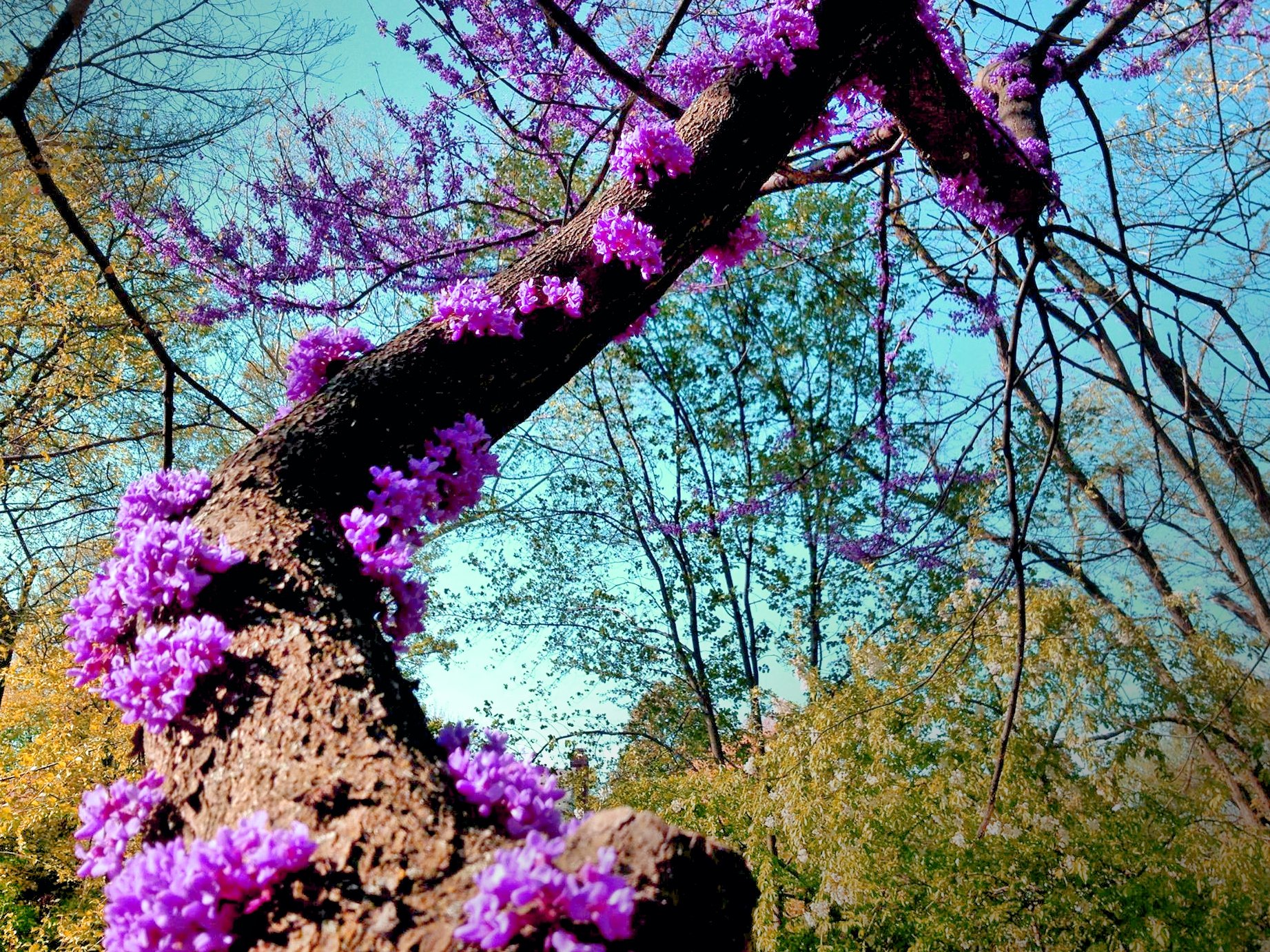 redbud.jpg