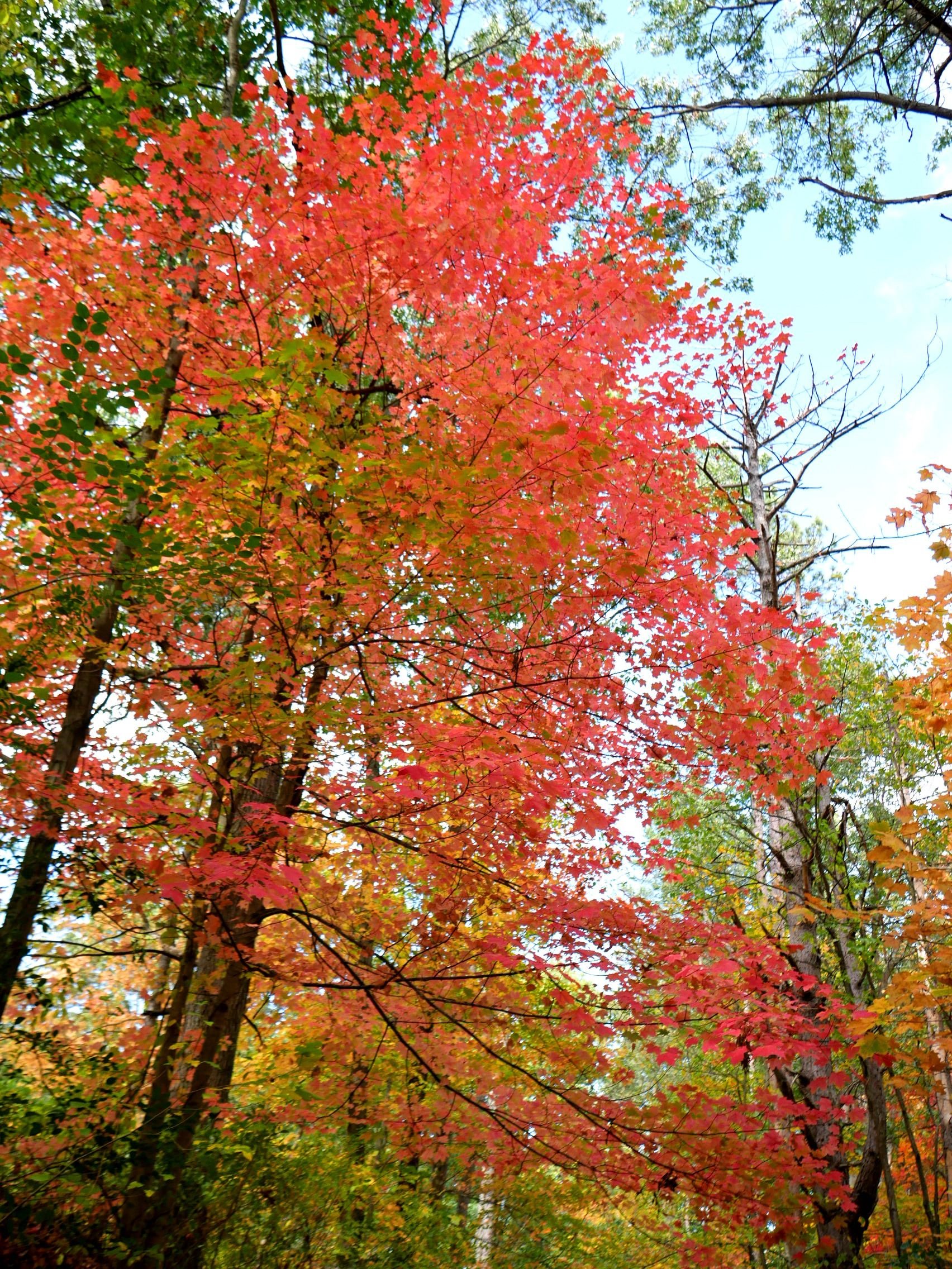 Red_Tree__GIMP__P1100867.JPG