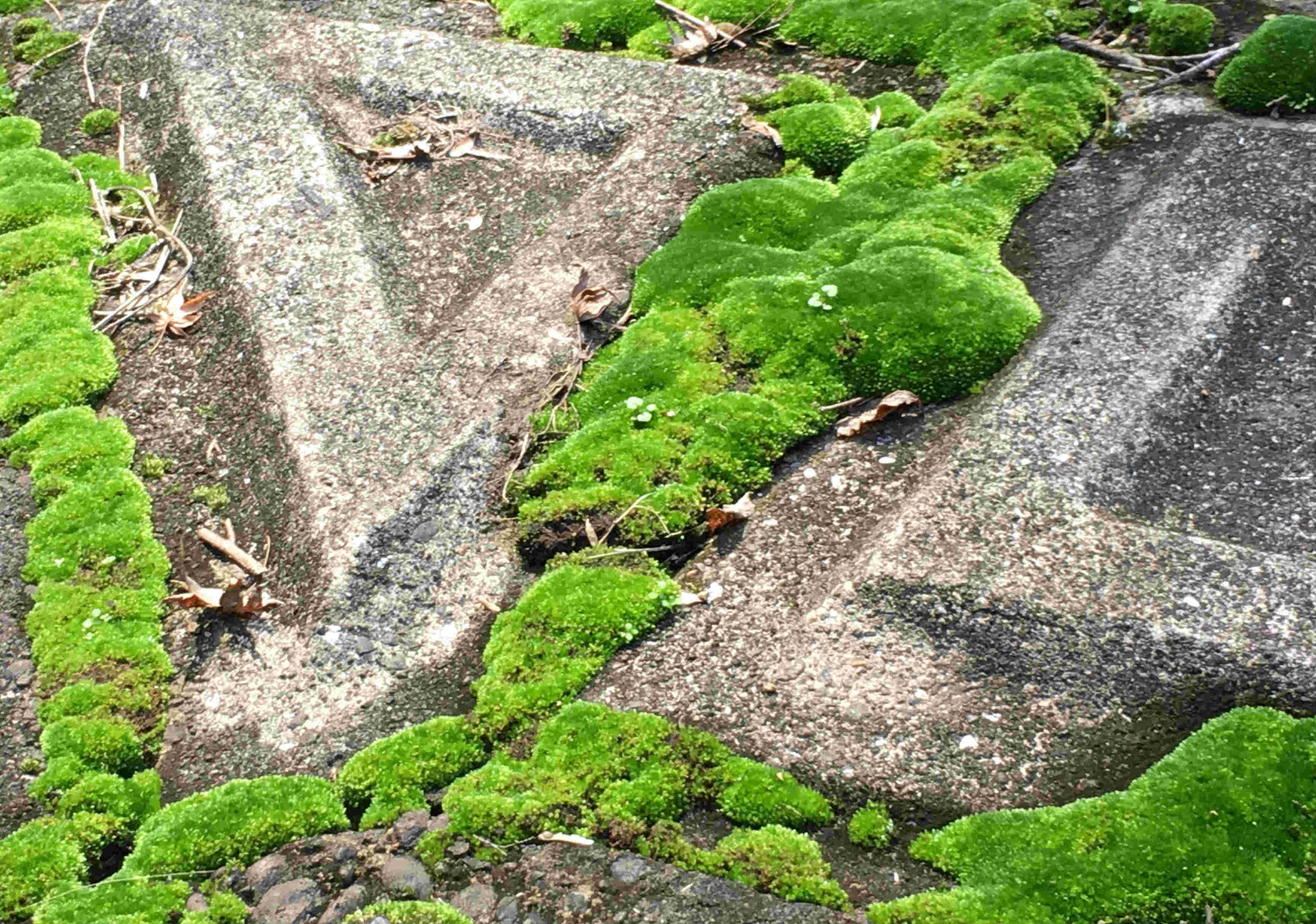 Color Challenge: Thursday Green -- Japanese Moss