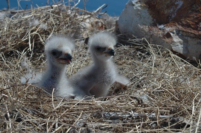 bald-eagles-1761461_640.jpg