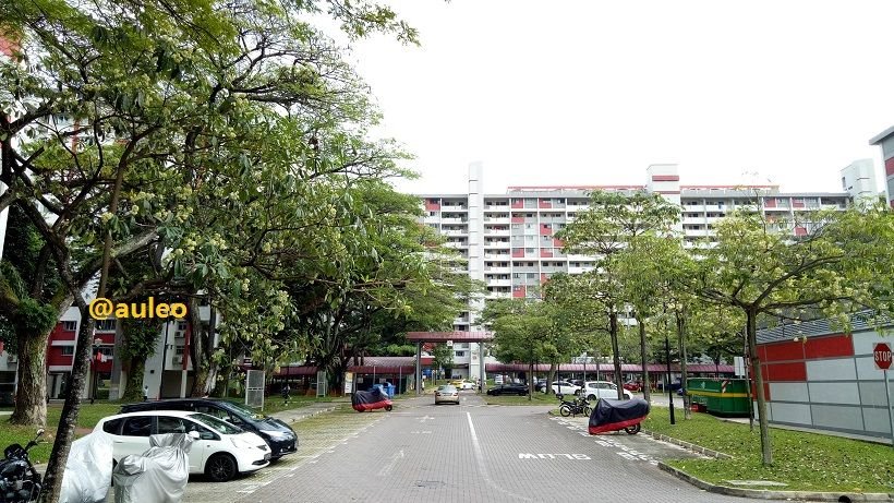 pulai06.jpg