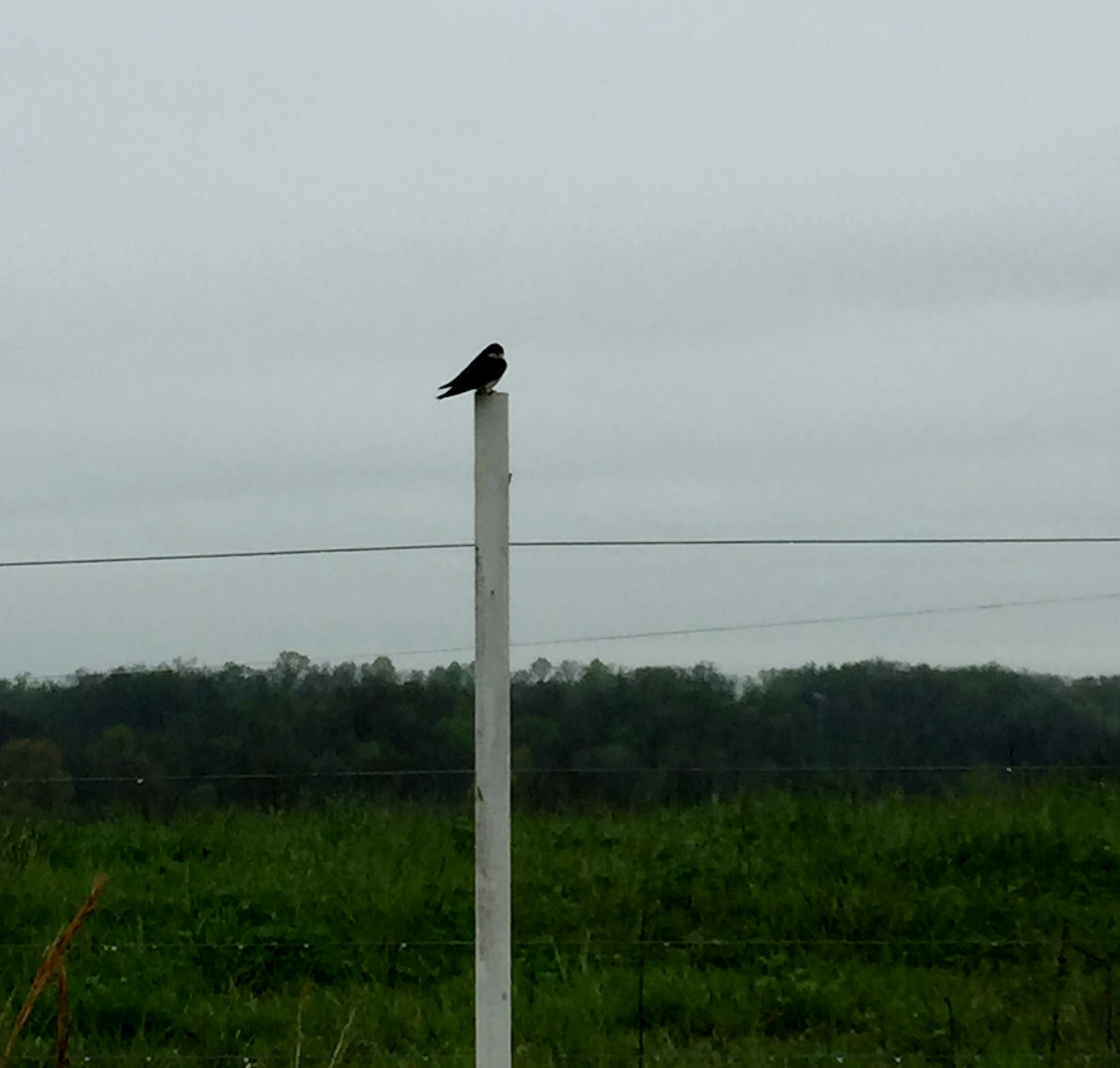 farm fly control