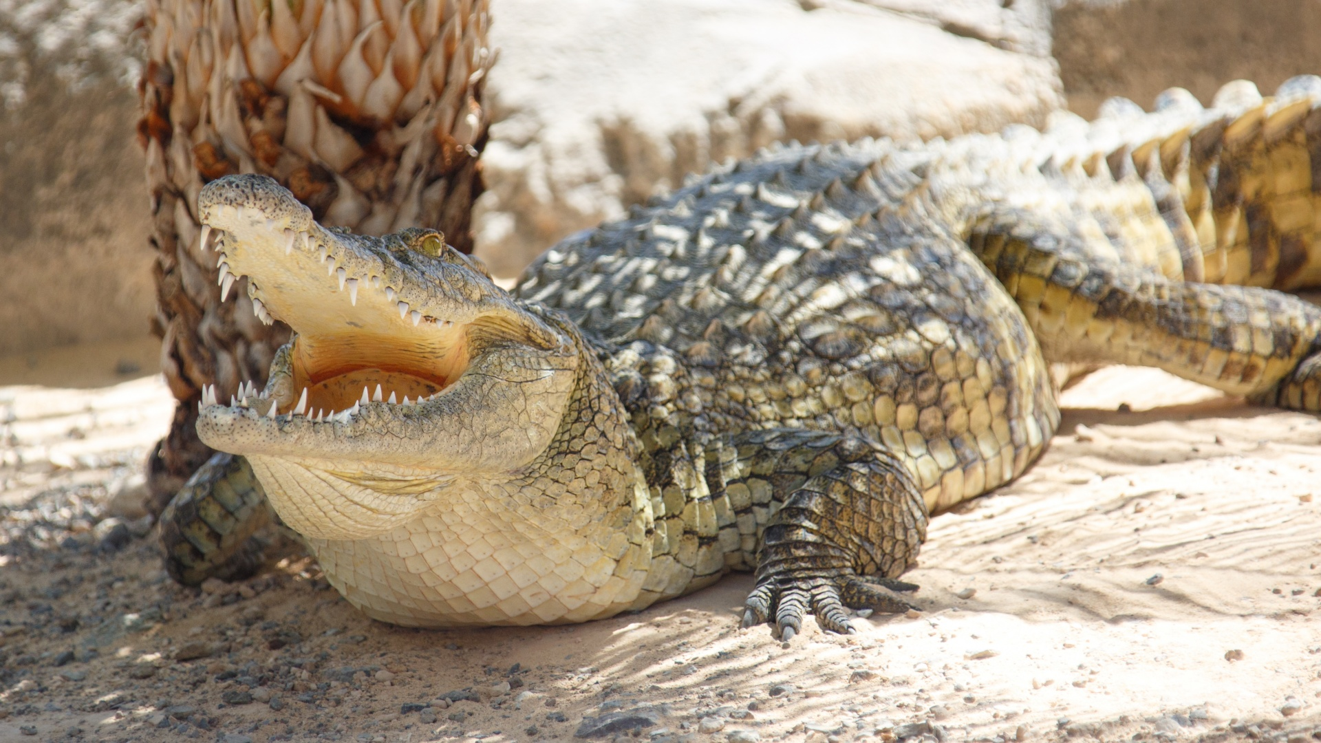 Bujang Senang The Tale Of A Viscious Man Eating Crocodile In Batang Lupar Sarawak Steemkr